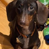 Bassotto (M) kaninchen