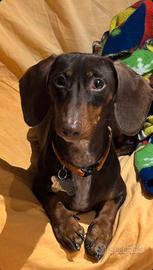 Bassotto (M) kaninchen