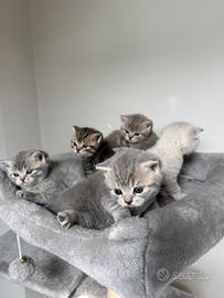 Cuccioli Scottish fold