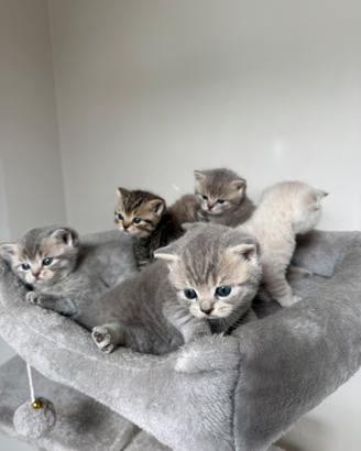 Cuccioli Scottish fold