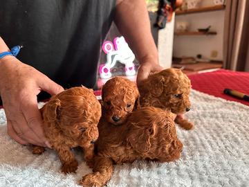 Barboncini toy e nani anche a rate