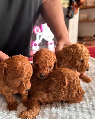 Barboncini toy e nani anche a rate