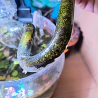 decorazioni per acquario 