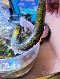 decorazioni per acquario 