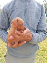 Maschi Pinscher 2 mesi di età