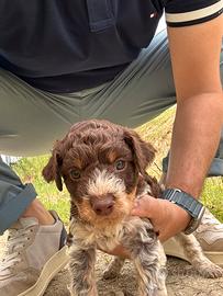 Cucciolo Lagotto Romagnolo