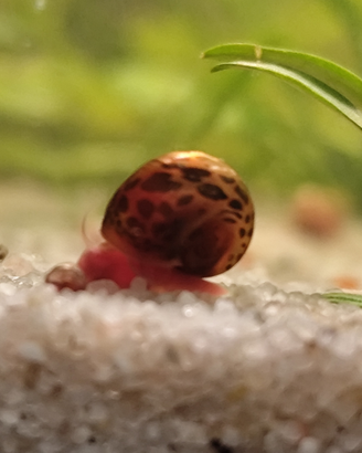 Planorbarius Leopard