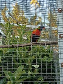 Coppia Lori Arcobaleno