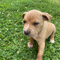 Vendita cuccioli di Amstaff