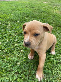 Vendita cuccioli di Amstaff