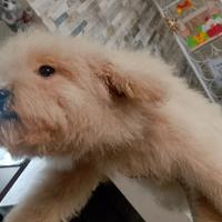 Barboncina champagne