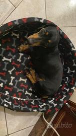 Bassotto tedesco nano per accoppiamento