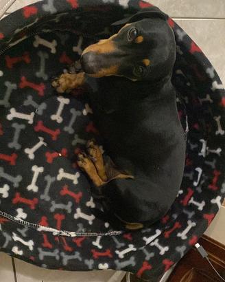 Bassotto tedesco nano per accoppiamento