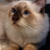 Cuccioli di ragdoll