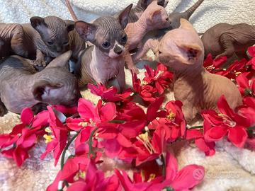 Sphynx e sphynx elf