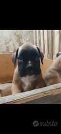 Cuccioli di boxer