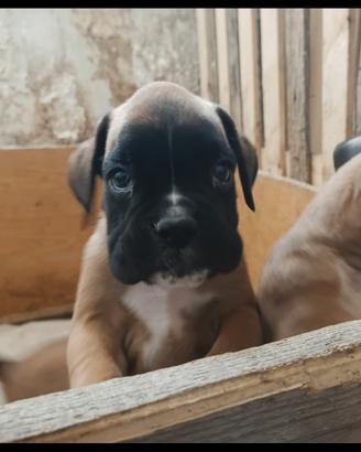 Cuccioli di boxer