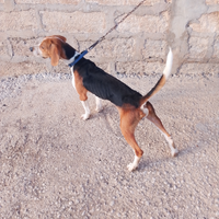 Beagle cane da caccia