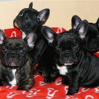 Cuccioli di Bulldog Francese