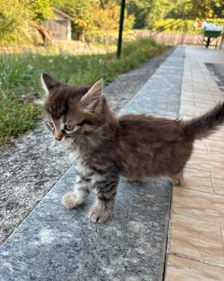 Gattini a pelo lungo 2 mesi