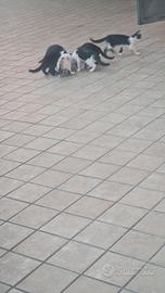 5 gatti misti