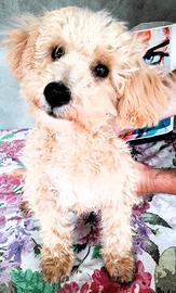 Maltipoo cuccioli di prima generazione italiani