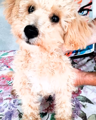 Maltipoo cuccioli di prima generazione italiani