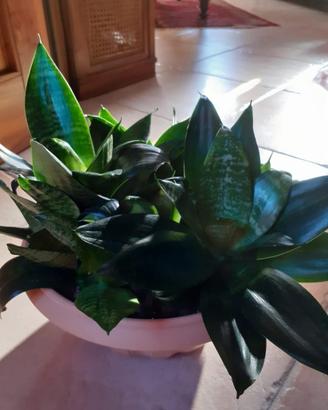 Piante da appartamento