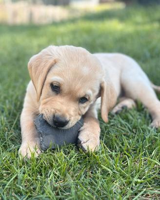 Labrador Retriever Arbeitslinie