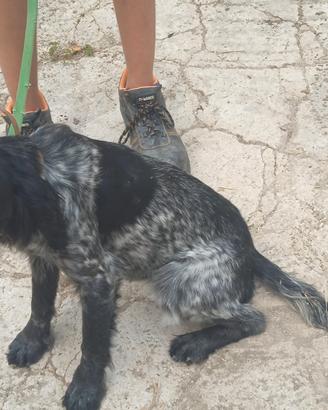 Setter inglese