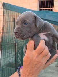 Disponibili cuccioli di cane corso grigi o bianchi