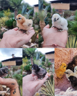 Moroseta nana vari colori