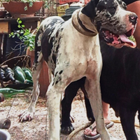 Alano gigante per monta