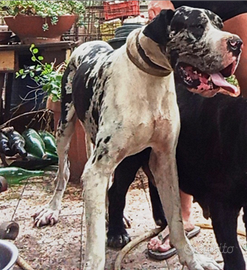 Alano gigante per monta