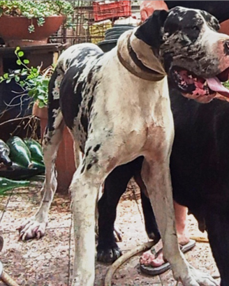 Alano gigante per monta