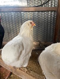 Araucana