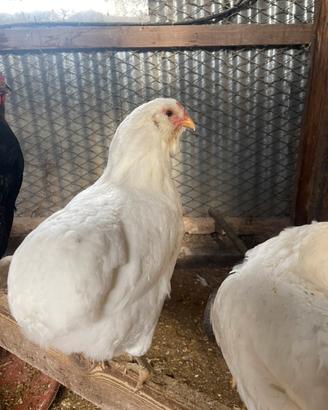 Araucana