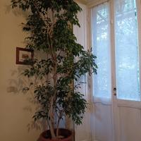  pianta ficus Benjamin circa 3m 