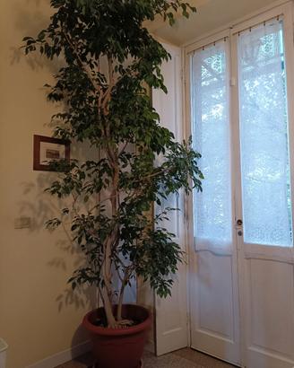  pianta ficus Benjamin circa 3m 