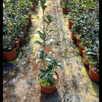 osmanthus aquifoglium profumato 