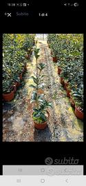 osmanthus aquifoglium profumato 