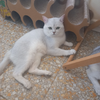Accopiamento gatto British shorthair