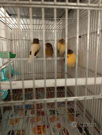 Coppia di canarini gloster