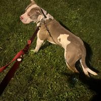 Pitbull/1 anno/pedigree/microchip/vax