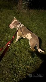 Pitbull/1 anno/pedigree/microchip/vax