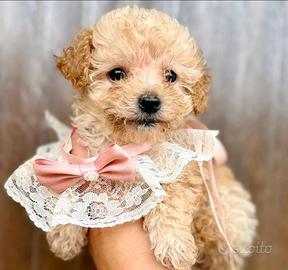 Cucciolata maltipoo