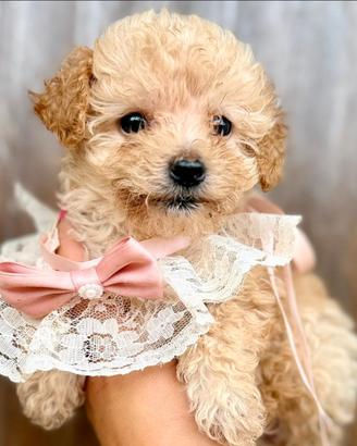 Cucciolata maltipoo