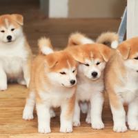 Akita inu