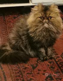 Persiano con pedigree