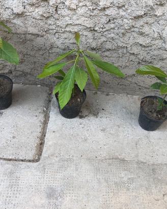 Pianta di avocado